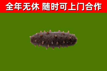 衢江烟酒回收干海参.jpg